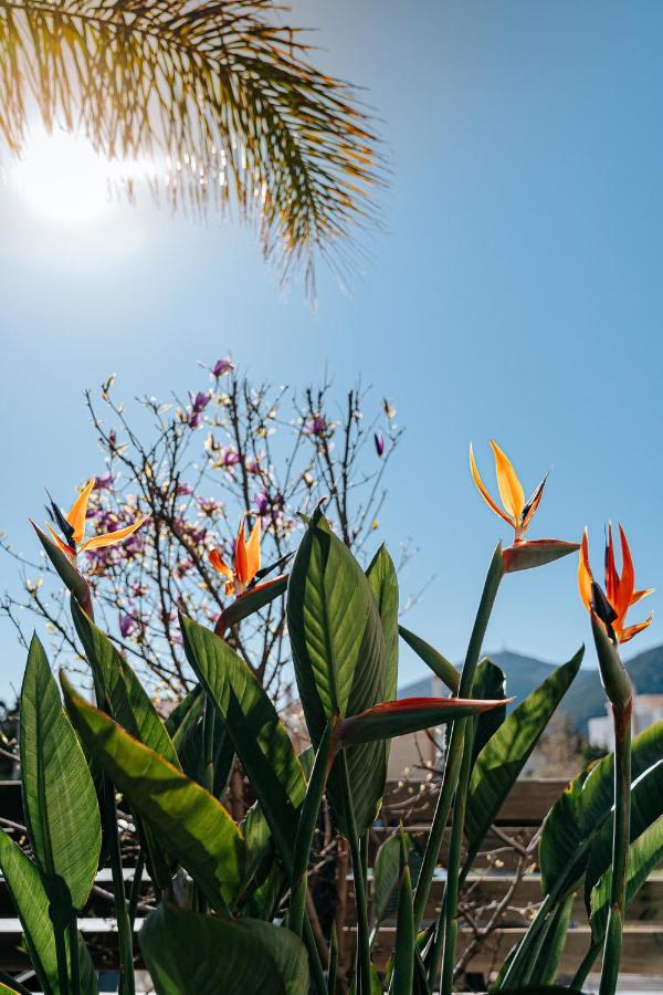 Вилла The Palm, & Airport Closeby - Pool